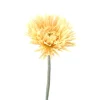 24.5" Spider Gerbera in Beige  (Sold in Multiples of 48)