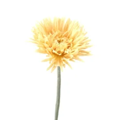 24.5" Spider Gerbera in Beige  (Sold in Multiples of 48)