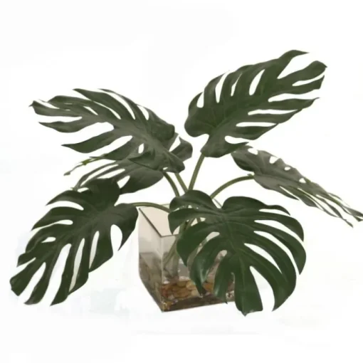 Split Philodendron Leaf in Square Glass