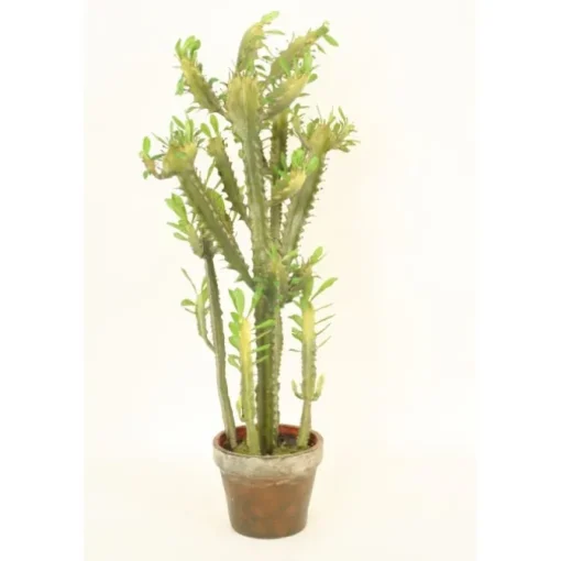 Succulent Tree in Aged Terra Cotta Pot