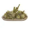 Succulent with Buxfliua and Brunia in Wood Oval Bowl