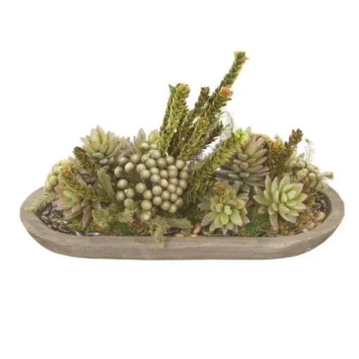 Succulent with Buxfliua and Brunia in Wood Oval Bowl