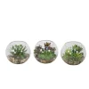 Succulents in Small Round Glass