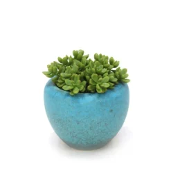 Succulents in Turquoise Pot (Pack 2)