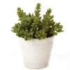 Succulents in White Format Vase