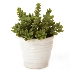 Succulents in White Format Vase