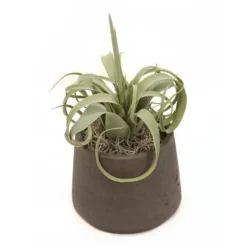 Tillandsia Air Plant in Chocolate Pot
