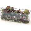 Trailing Hen and Chicken in Rectanglar Glass