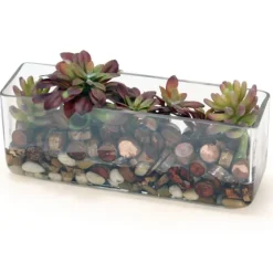 Trailing Hen and Chicken in Rectanglar Glass