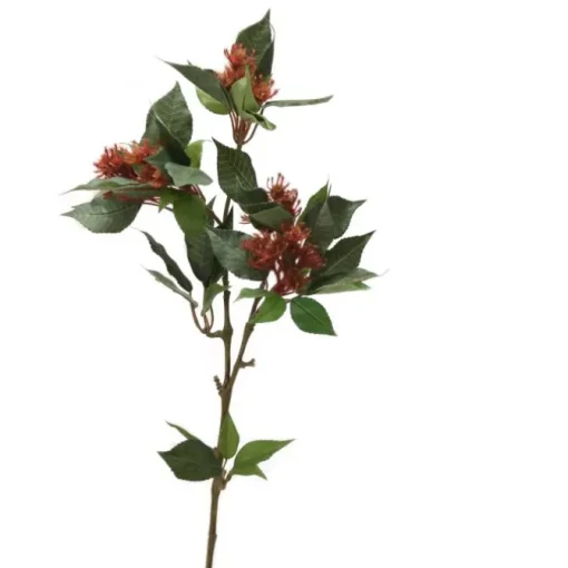 Trochodendron Spray x 3
