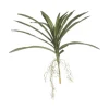 20" Vanda Leaf Bunch