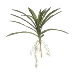 20" Vanda Leaf Bunch