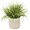 Vanilla Grass in Beige Planter