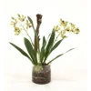 Waterlook® Amethyst Green Vanda Orchid with Plant in Glass Cylinder