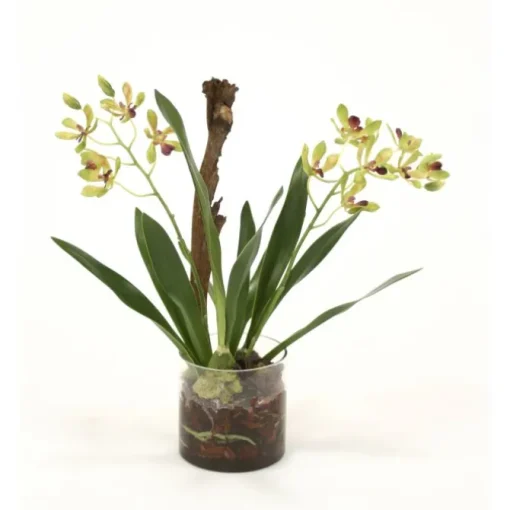Waterlook® Amethyst Green Vanda Orchid with Plant in Glass Cylinder