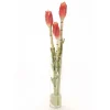 Waterlook® Banana Buds in Tall Cylinder