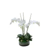 Waterlook® Cream White Phaleanopsis Orchids with Foliage in Low Round Glass Vase