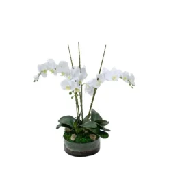 Waterlook® Cream White Phaleanopsis Orchids with Foliage in Low Round Glass Vase