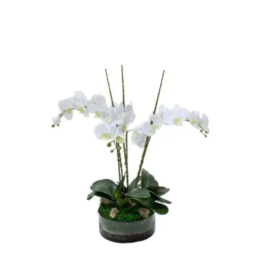 Waterlook® Cream White Phaleanopsis Orchids with Foliage in Low Round Glass Vase