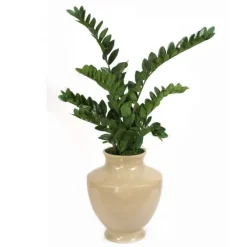 Zz Plant in Shellish Sand Planter
