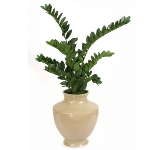Zz Plant in Shellish Sand Planter